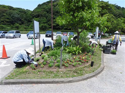 夏の花へ植替え1