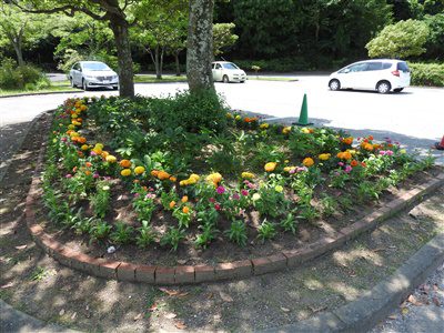 夏の花へ植替え5