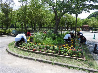 夏の花へ植替え4