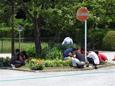 夏の花へ植替え3